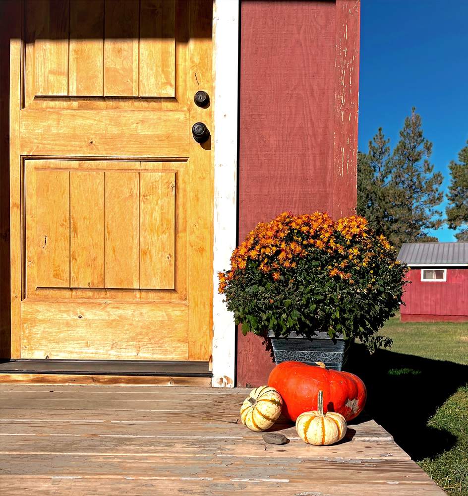 A cabin's wooden door with fall mums and pumpkins on the porch boards