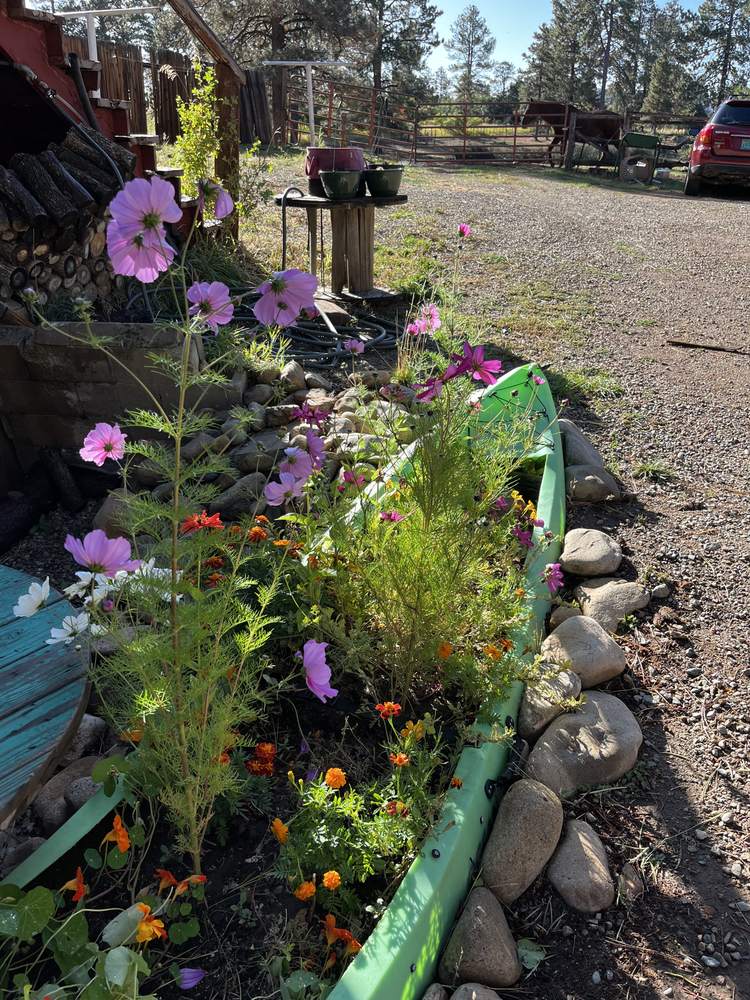 Wildflowers in a planter bed on the ranch, with horses visible in the background